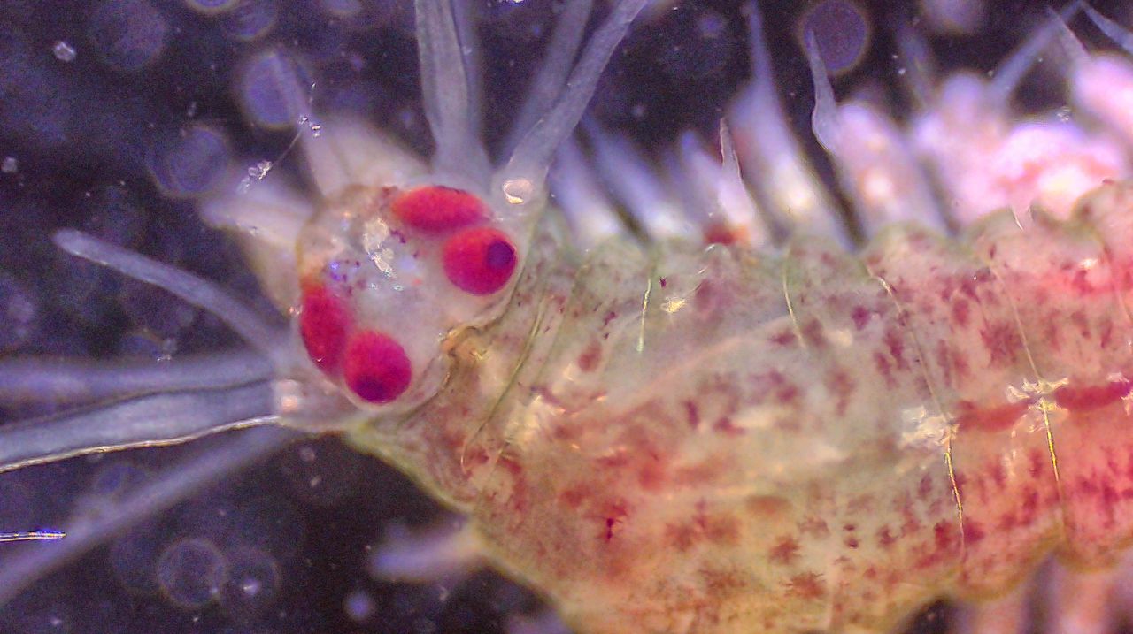 Dai fondali al cielo stellato: la metamorfosi del verme a pagaia